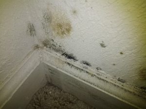 Mold Inspection company in New York City