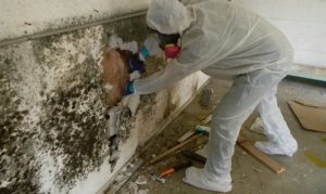 Mold inspection NYC
