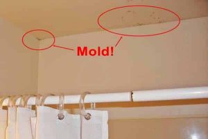 How Expensive is Mold Remediation
