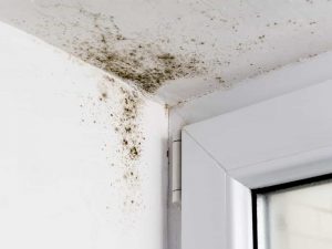 Mold Remediation NYC