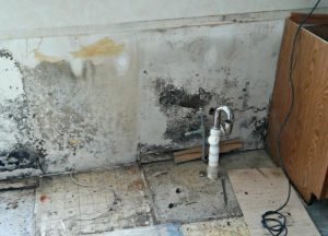 Learn more about Mold cleaning in NY