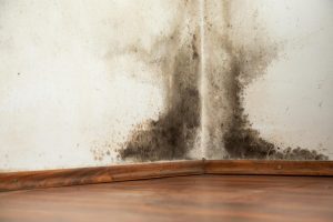 Mold Cleaning Services NYC